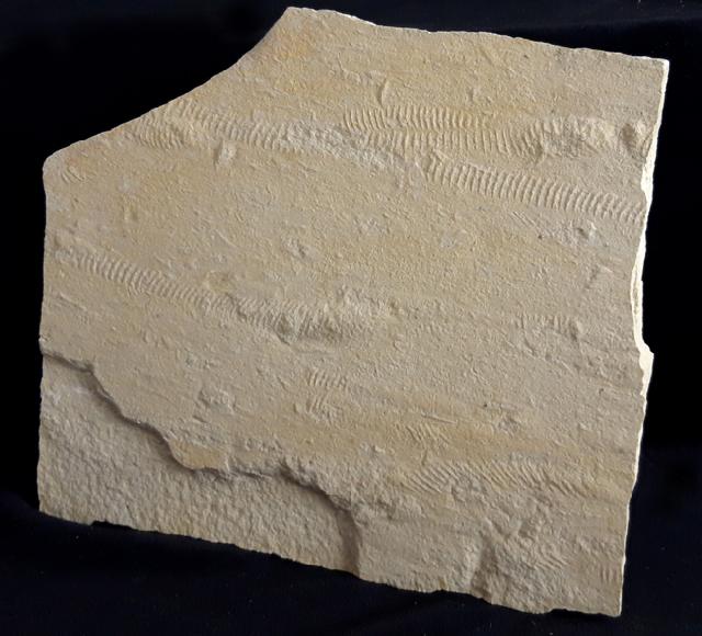 Rollspuren mehrer Ammoniten (Perisphinctes) - Bild &copy; FossNet FossilienStore